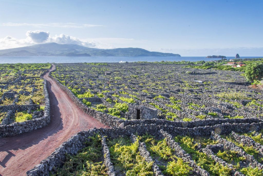 The vineyards of Criação Velha, Pico island