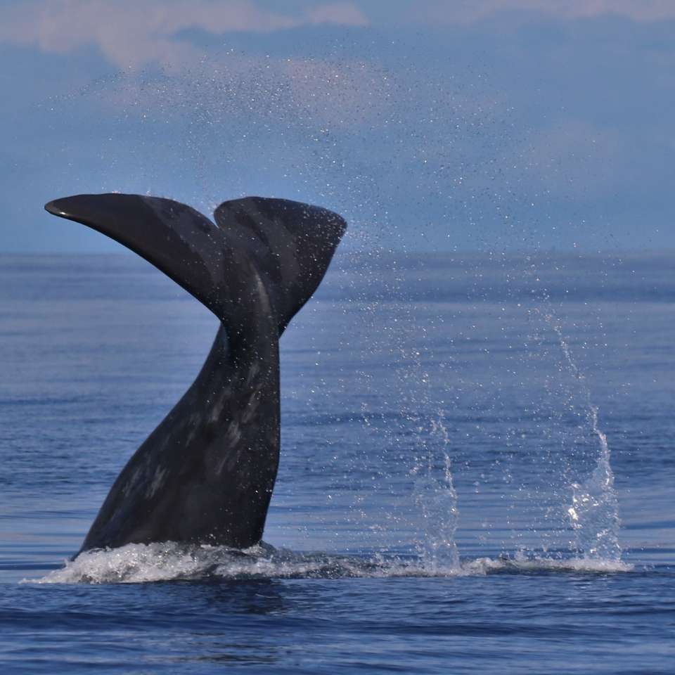 Best season for Whale Watching