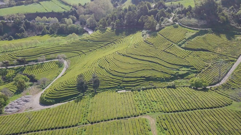 Álvaro Palácios | Gorreana tea plantations in São Miguel island weather in march in the Azores