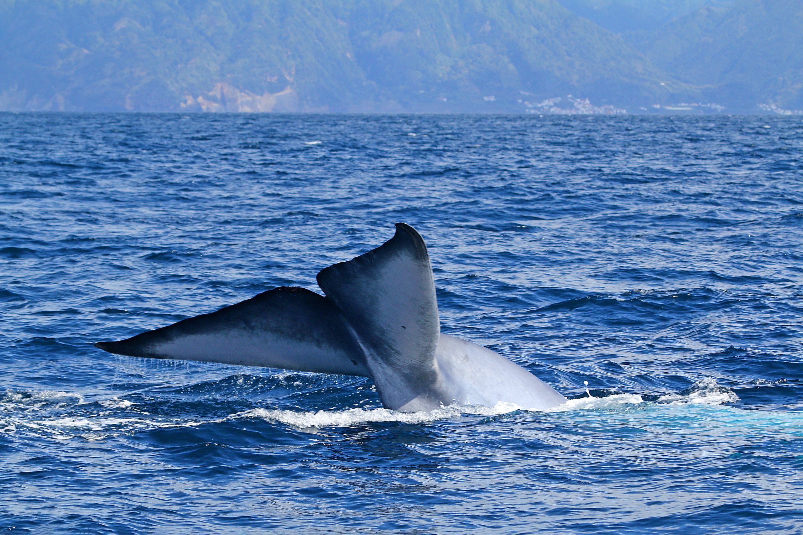 David Rodrigues | The tail of a blue whale in São Miguel island