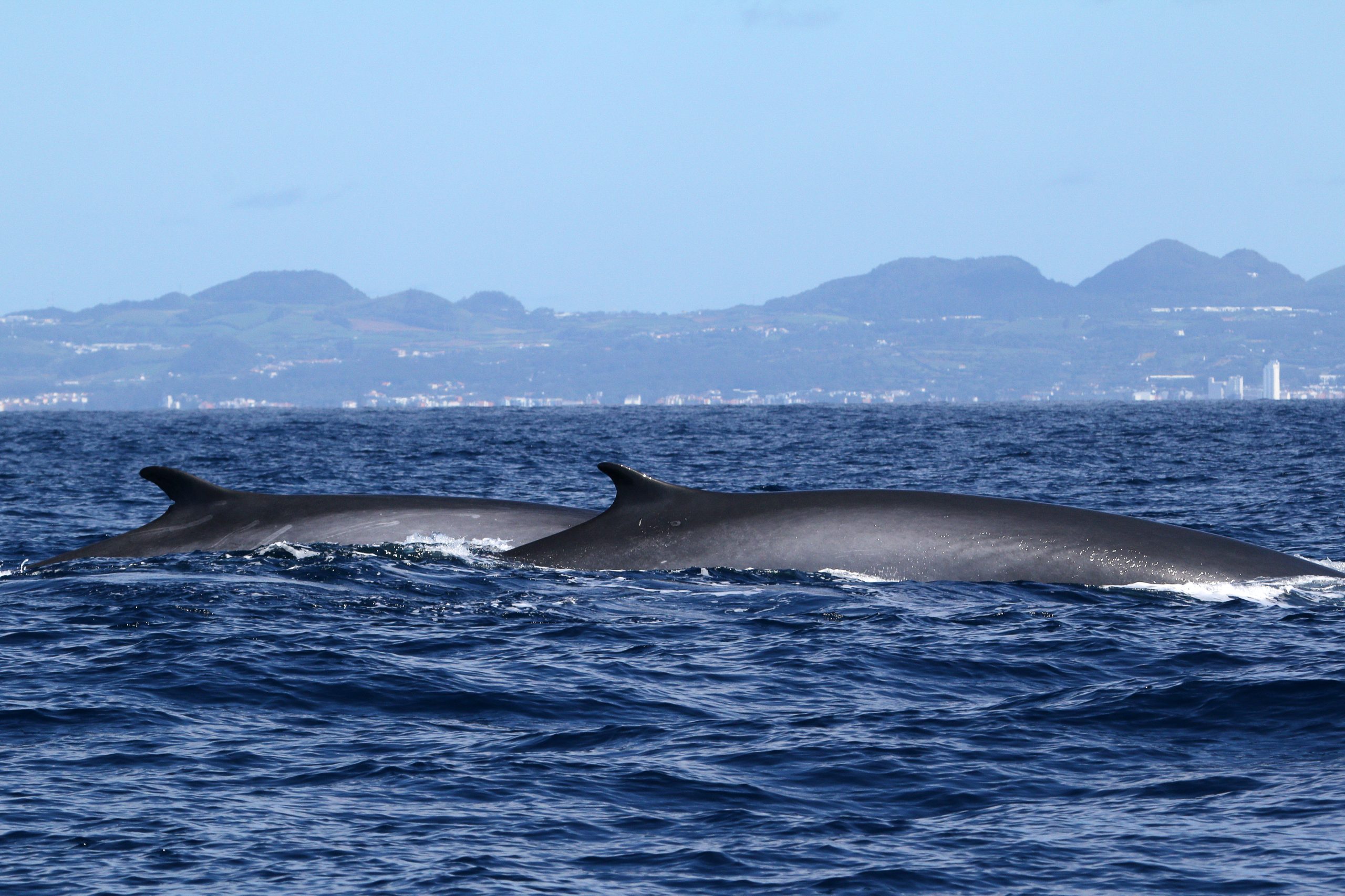 David Rodrigues | Two fin whales swimming together