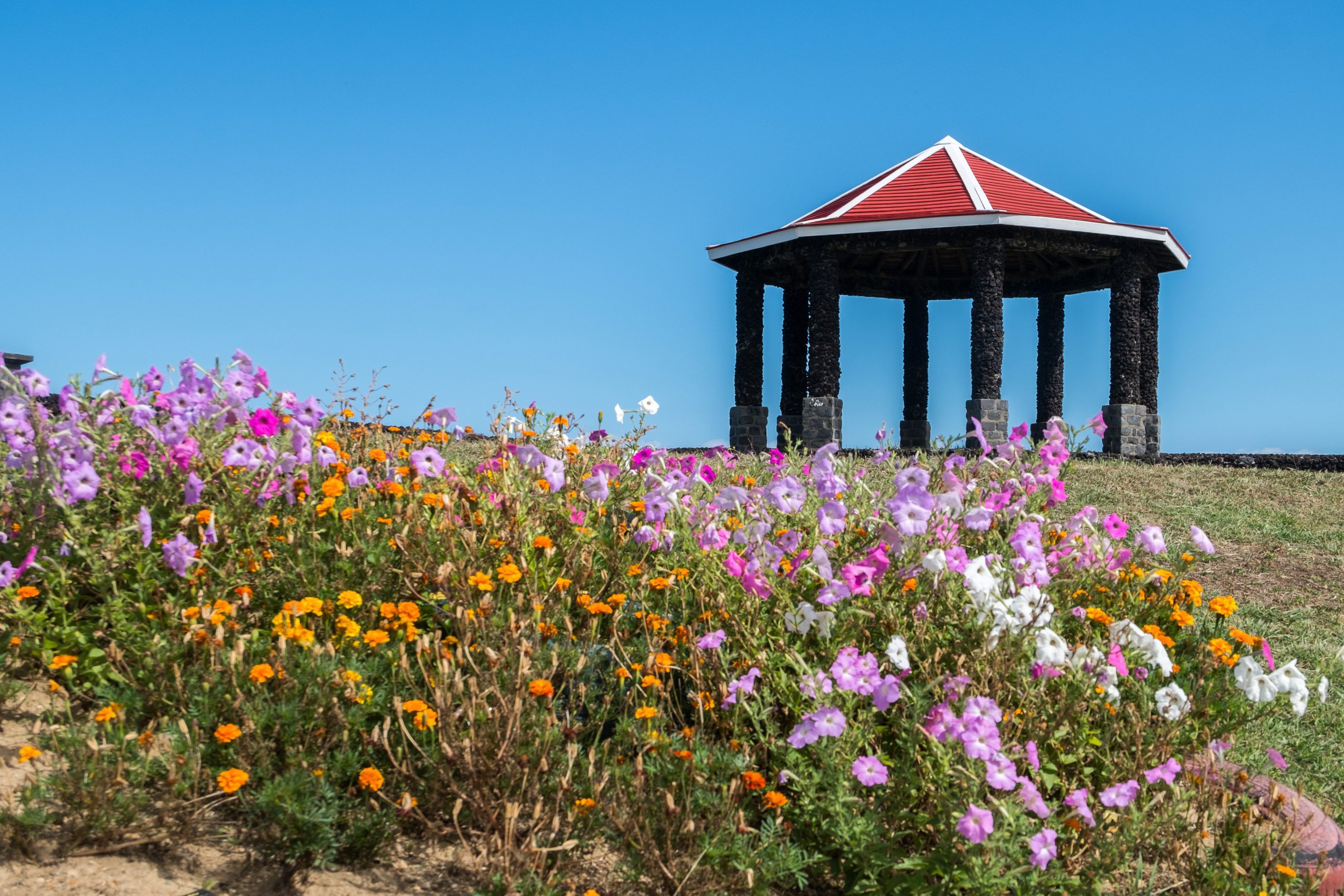 David Rodrigues | Colorful flowers in the Azores