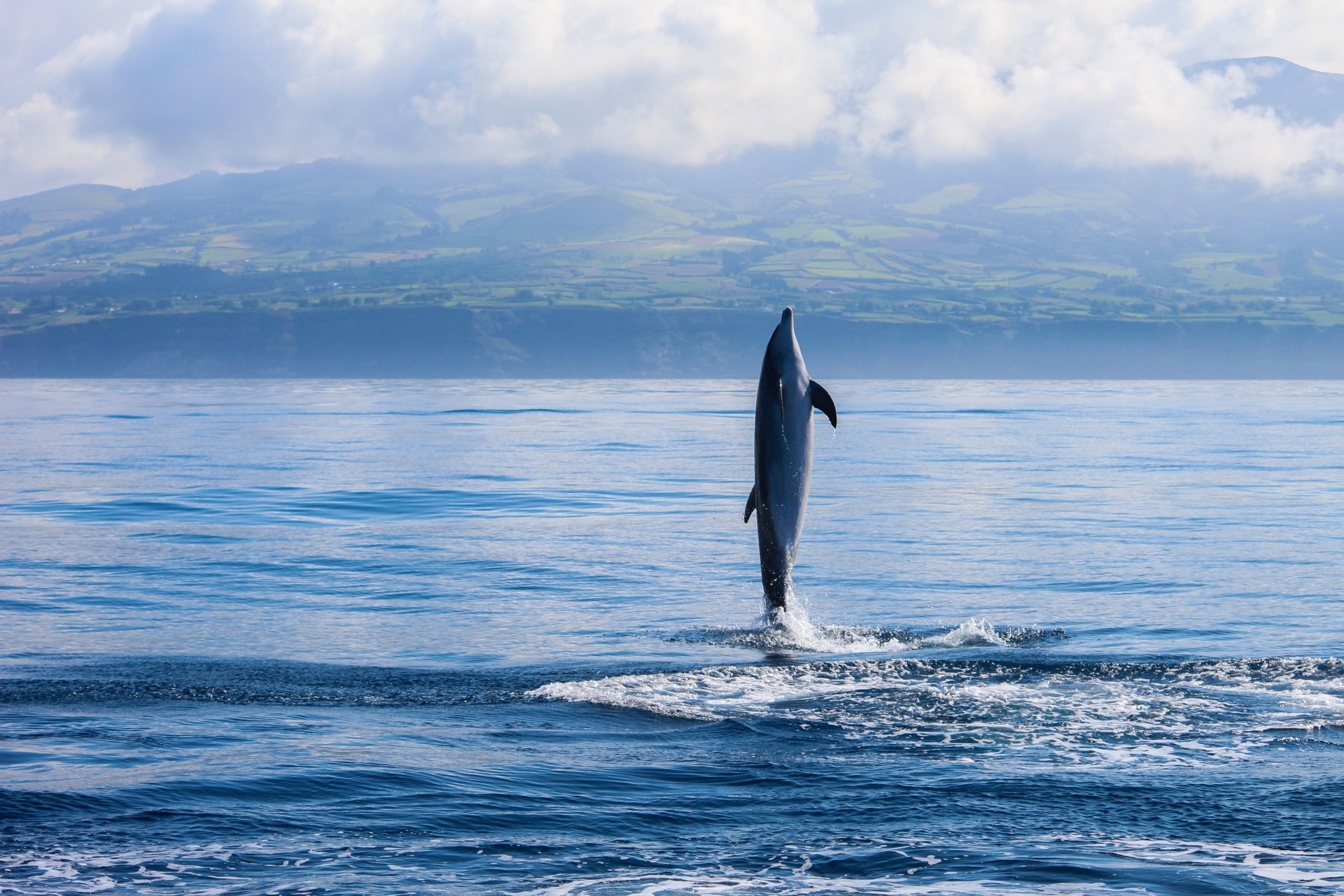 Rui Rodrigues | Belle photo prise par notre directeur des opérations et également skipper d'un dauphin sautant avec l'île de Sao Miguel derrière lui.