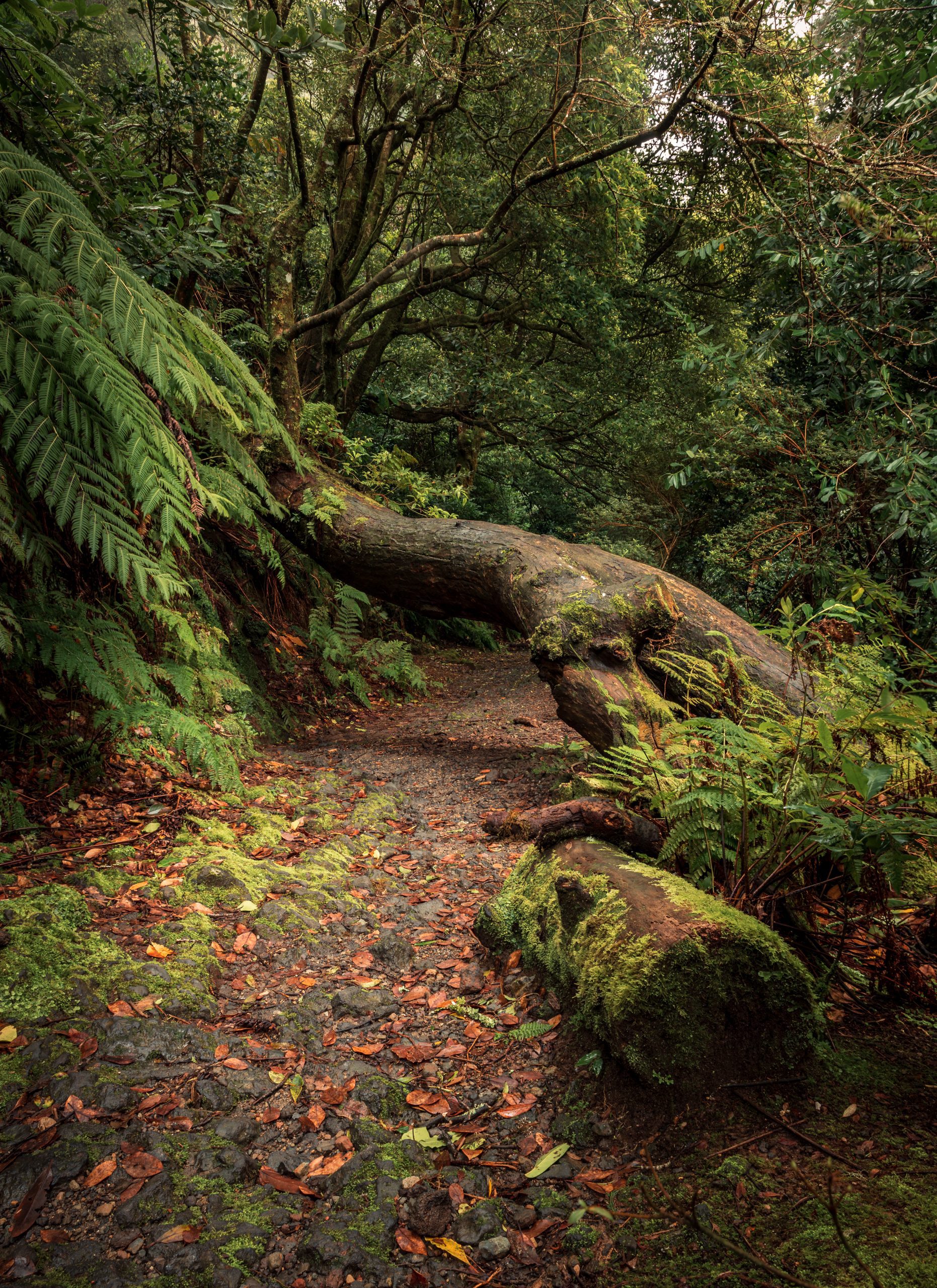 Rui Gaiola | Hiking to Lagoa do Congro through the lush forest