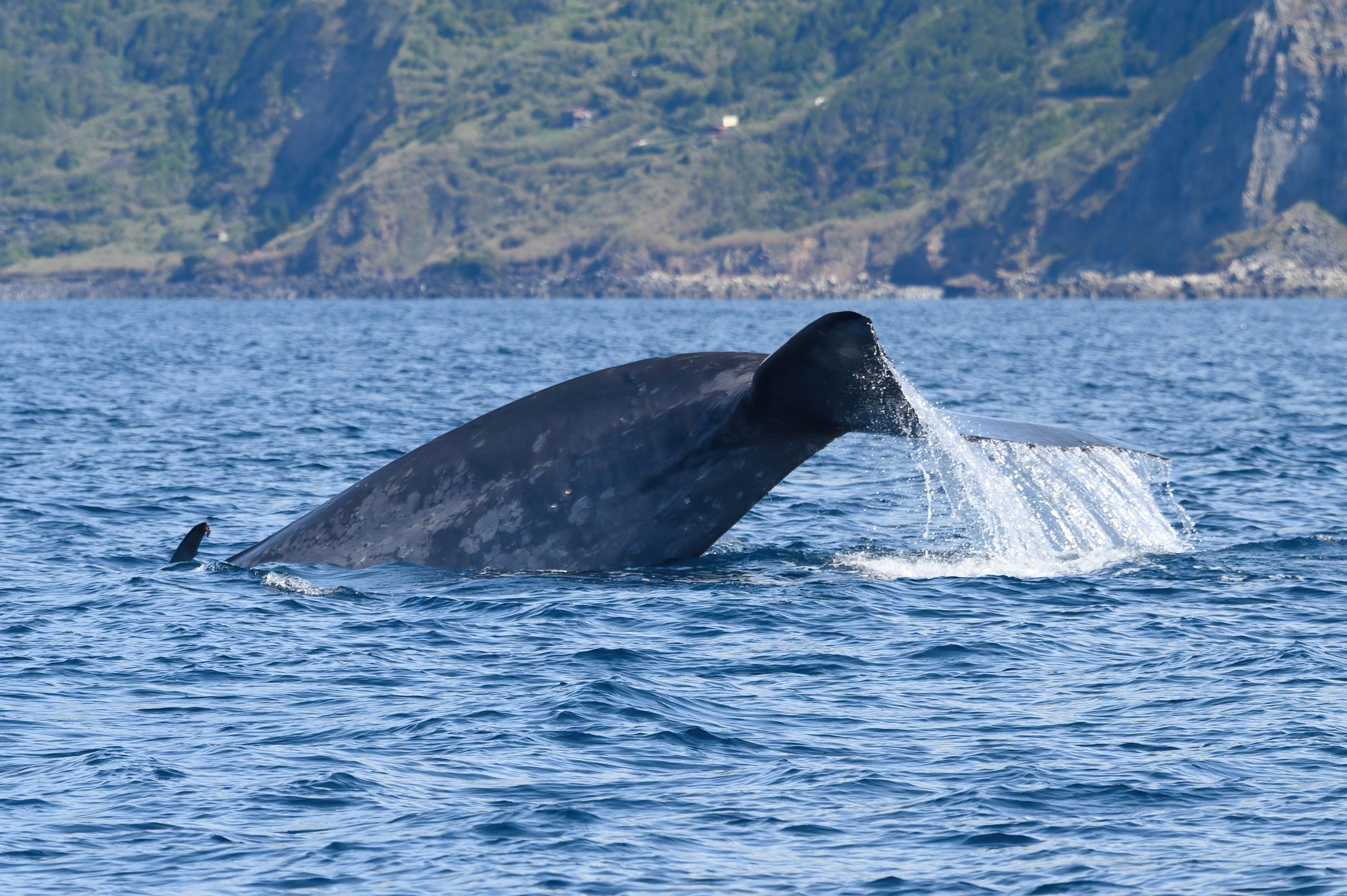 Rafael Martins | A blue whale off the coast of São Miguel island