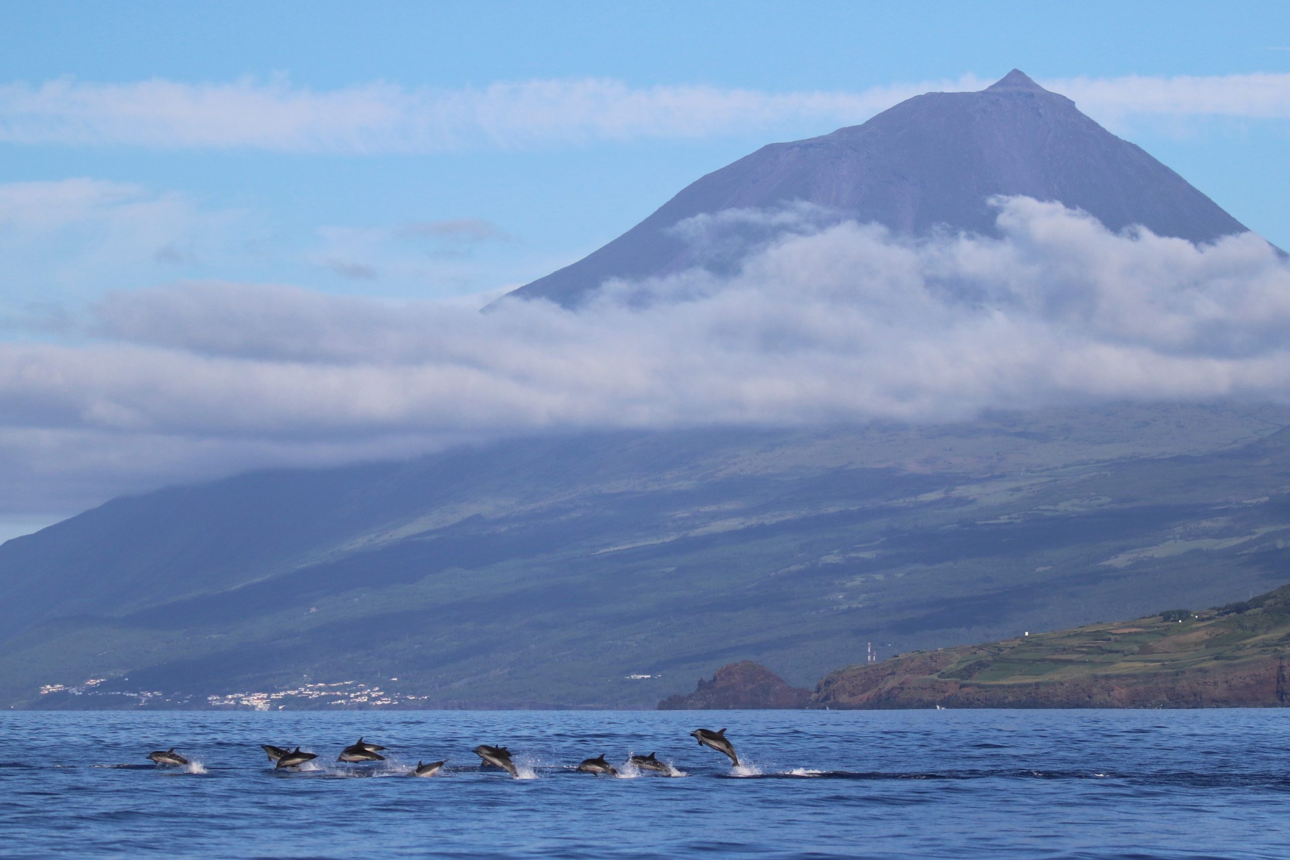 Roxane Rambert | A pod of striped dolphins traveling on the south coast of Pico island What is a group of dolphins called?