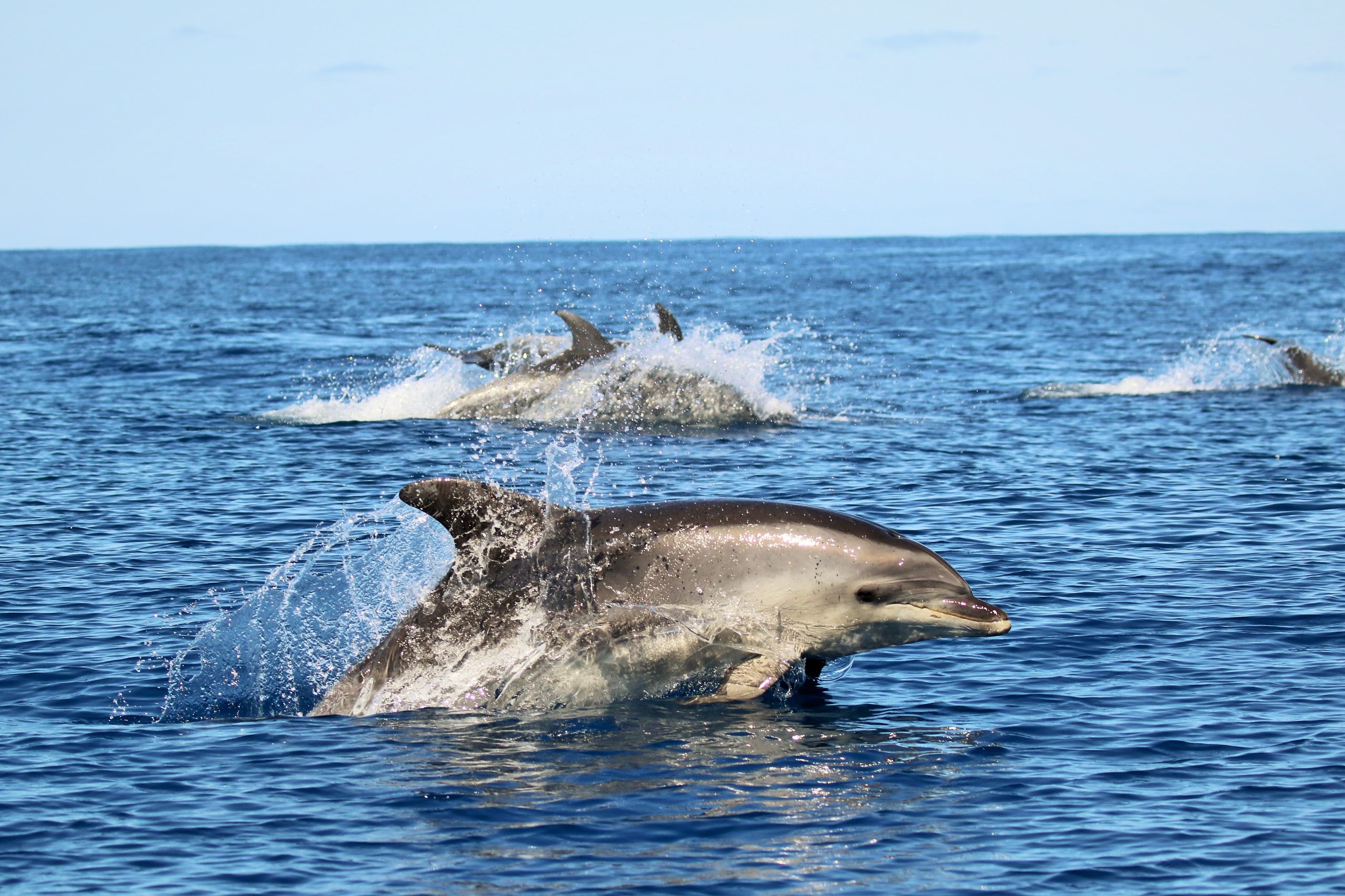 Roxane Rambert | Bottlenose dolphins in Pico island. How do whales and dolphins communicate underwater?