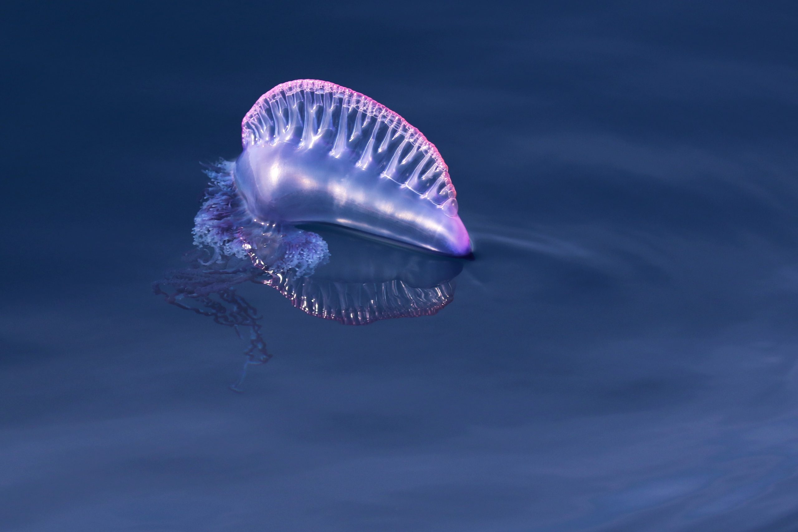 Roxane Rambert | A Portuguese Man-o-war near Pico island