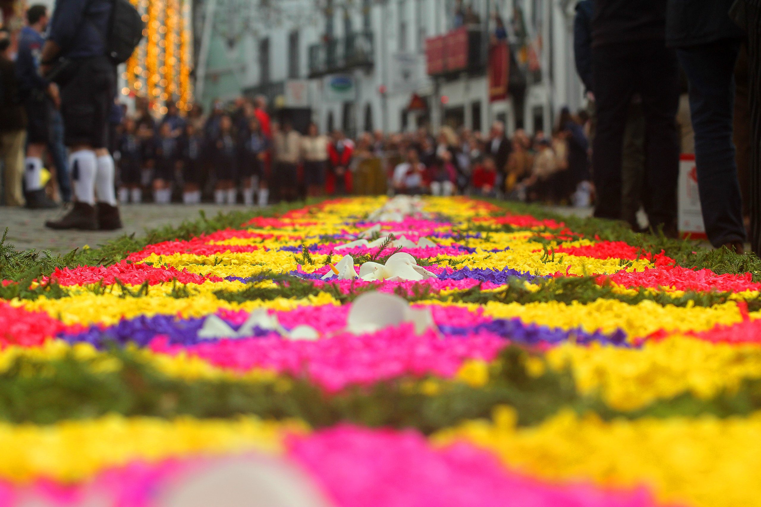 David Rodrigues | The beautiful streets of Ponta Delgada decorated for Senhor Santo Cristo dos Milagres Festival