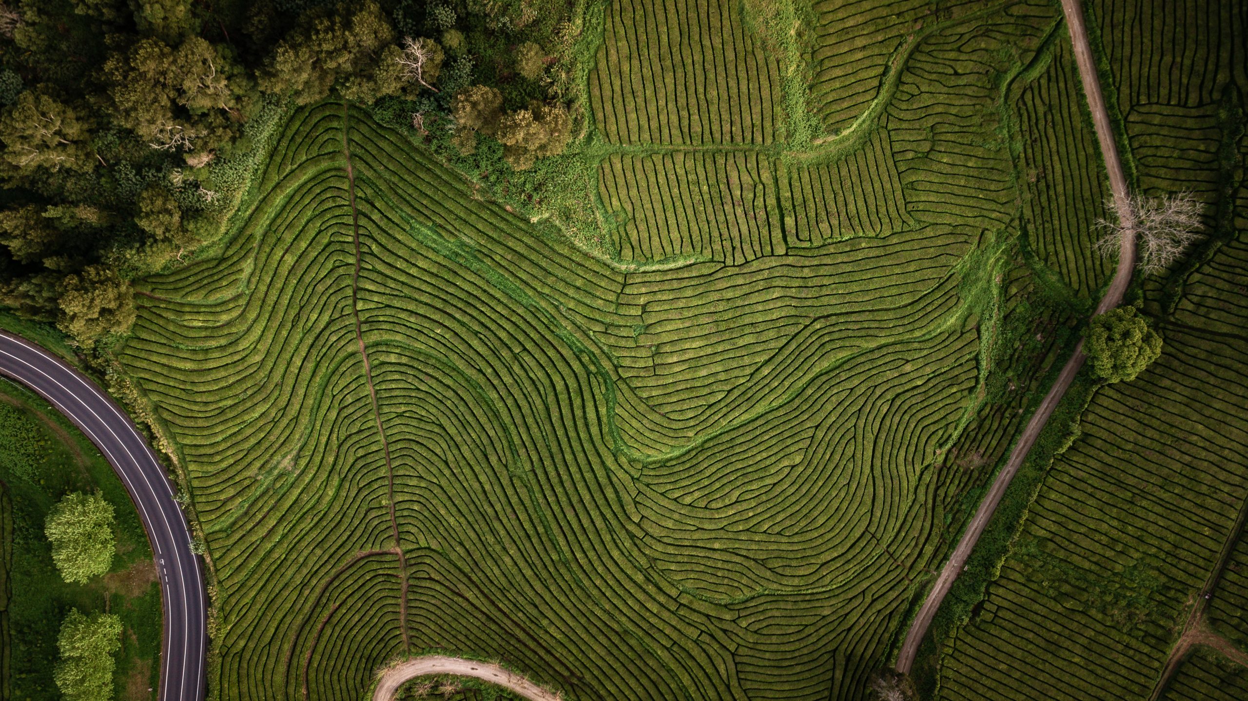 The Wise Travellers | Gorreana Tea Plantations in São Miguel island