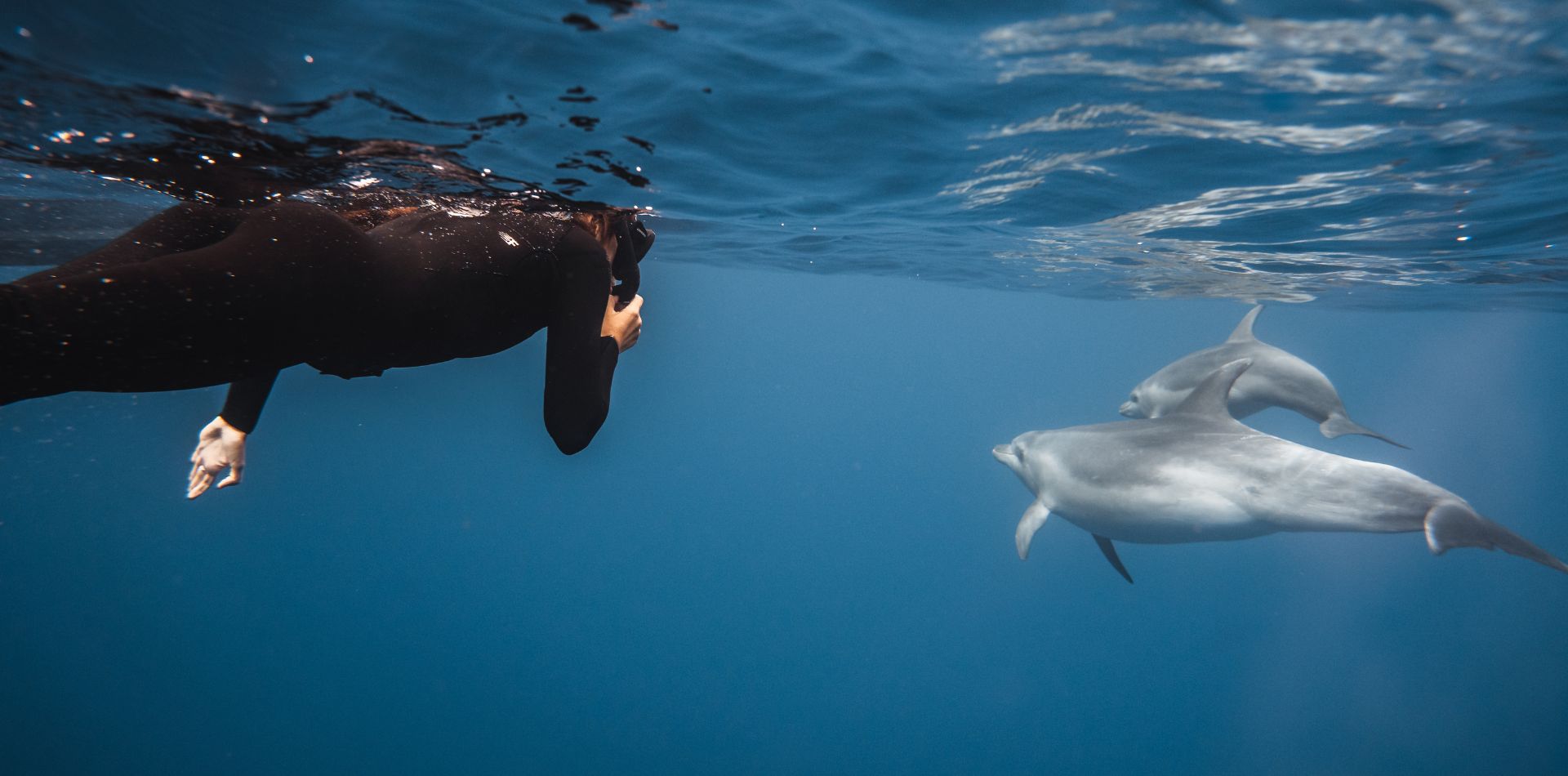 Swim with Dolphins Experience Shift: Ceasing Promotion 